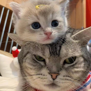 国产精品综合在线无码
